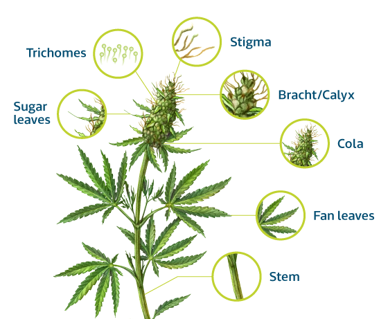 The Marijuana Plant Anatomy