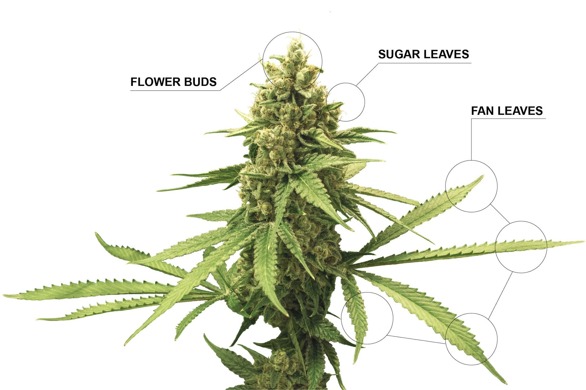 Marijuana Plant Anatomy