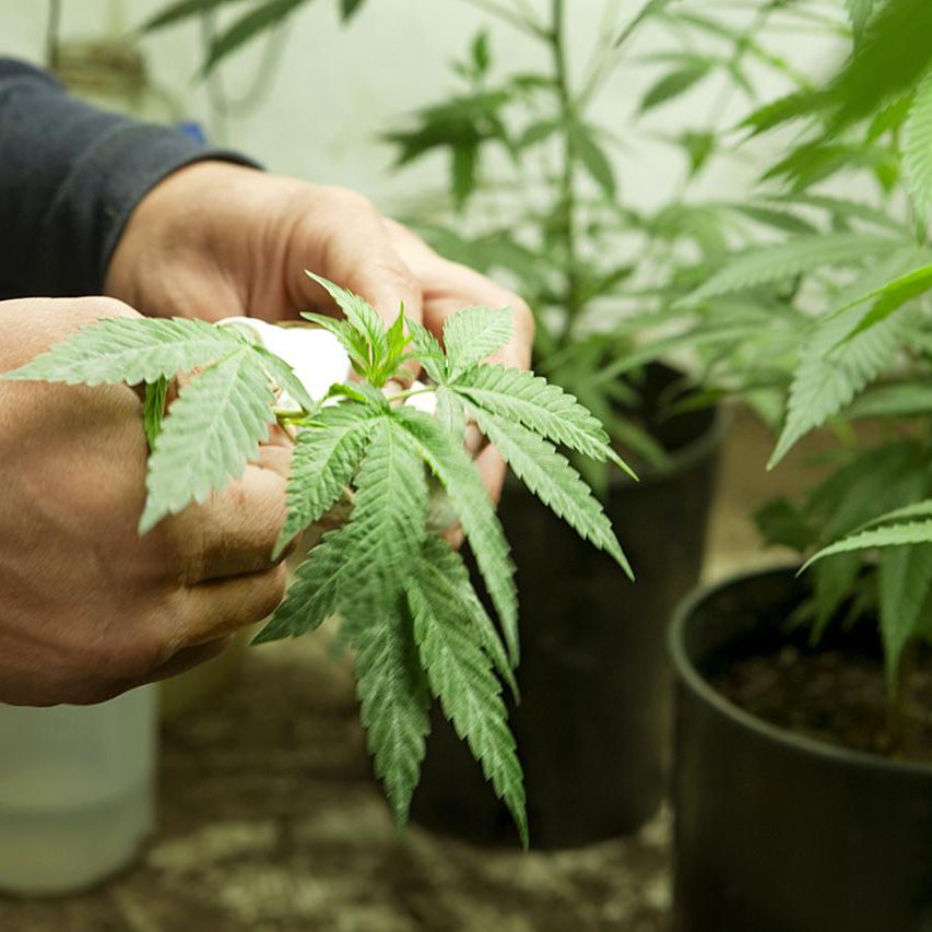 Marijuana Plant Anatomy