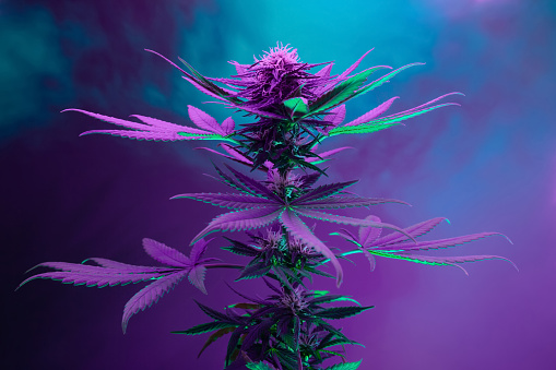 Marijuana Flower