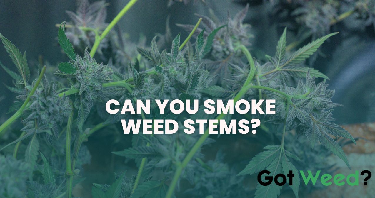 Can You Smoke weed Stems