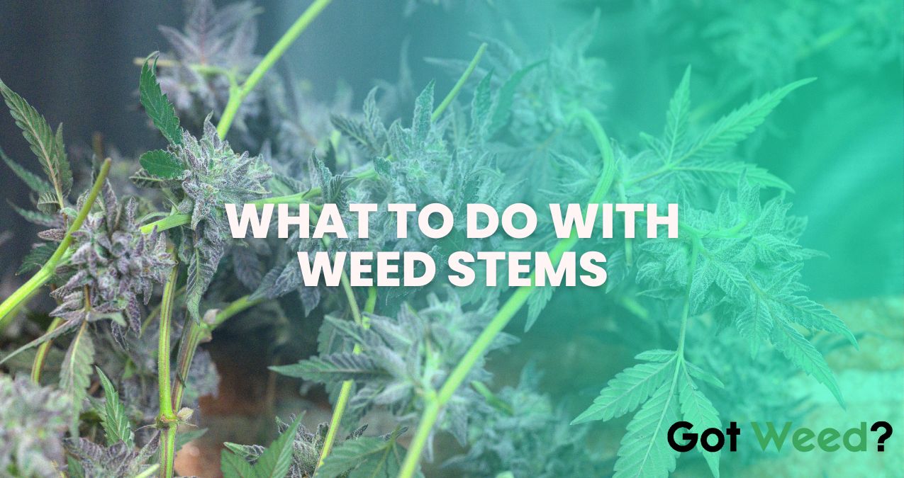 What To Do With Weed Stems