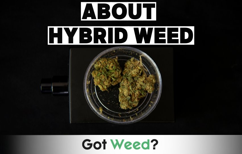 ABOUT HYBRID WEED
