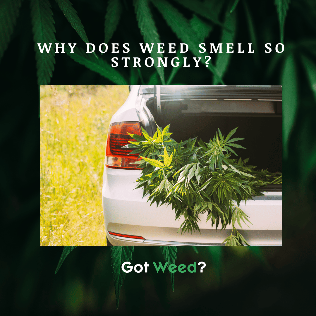 Why does weed smell so strongly?
