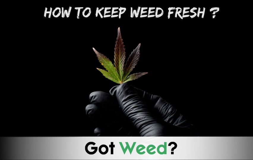 How To Keep Weed Fresh