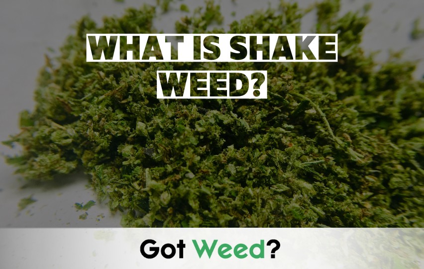 What is shake weed?