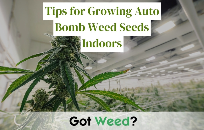 Tips for Growing Auto Bomb Weed Seeds Indoors